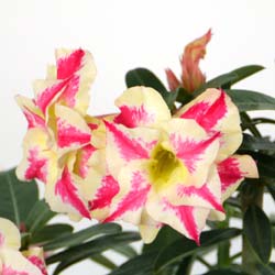 Rose du Désert - Floraison bicolore